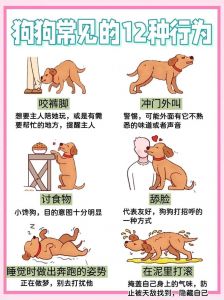 精准喂食毛发护理健康维护与行为社交（养狗每天要做什么）