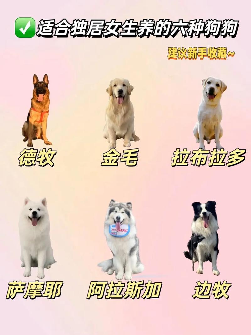 安全感与情感陪伴(女生为啥喜欢养大狗) 安全感与情感陪伴(女生为啥喜欢养大狗)