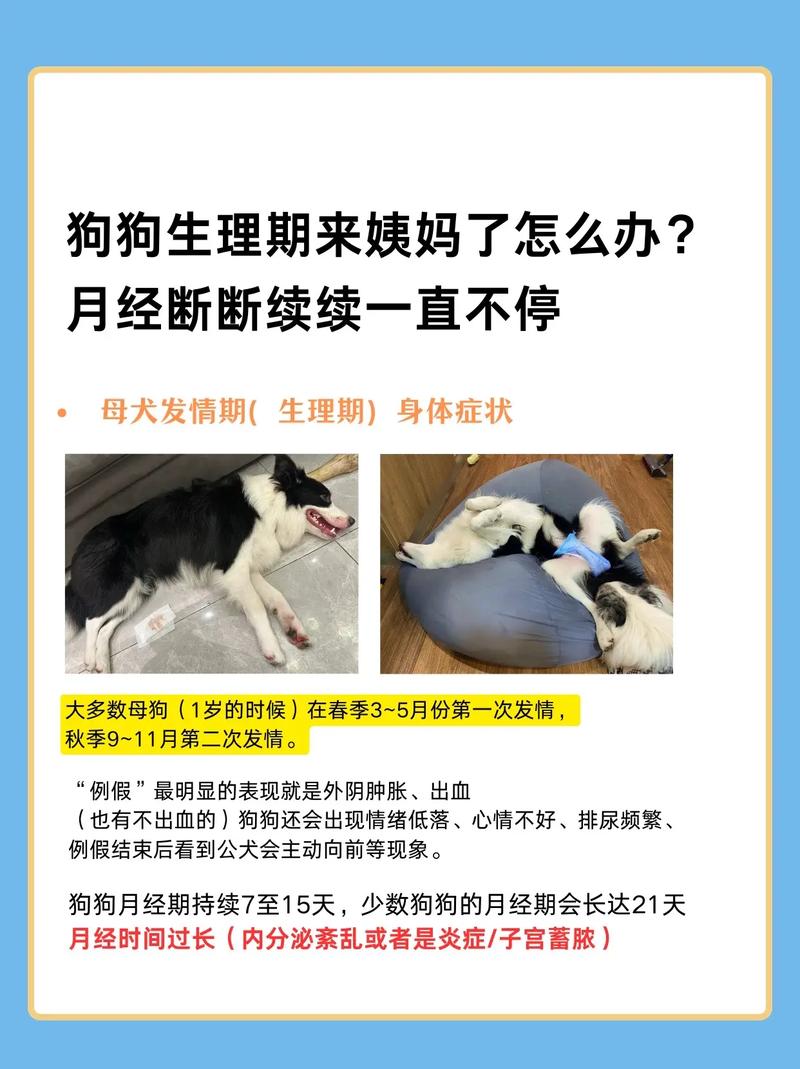 女子过度爱狗,迷失自我损健康(为什么养狗的女人多数不正常) 女子过度爱狗,迷失自我损健康(为什么养狗的女人多数不正常)