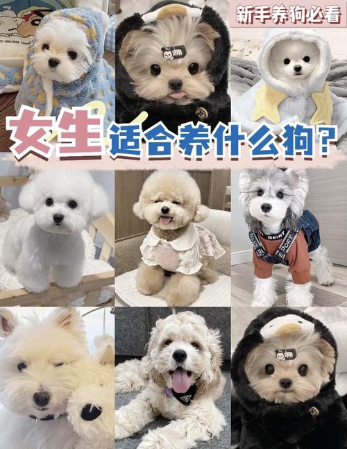 可爱依赖型与个性品质型(女生最喜欢养的狗) 可爱依赖型与个性品质型(女生最喜欢养的狗)