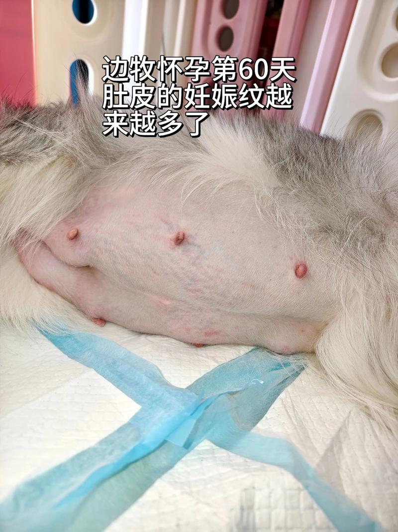 狗狗生产后要注意卫生健康,幼犬需要精心照顾(狗生产后多久恢复) 狗狗生产后要注意卫生健康,幼犬需要精心照顾(狗生产后多久恢复)