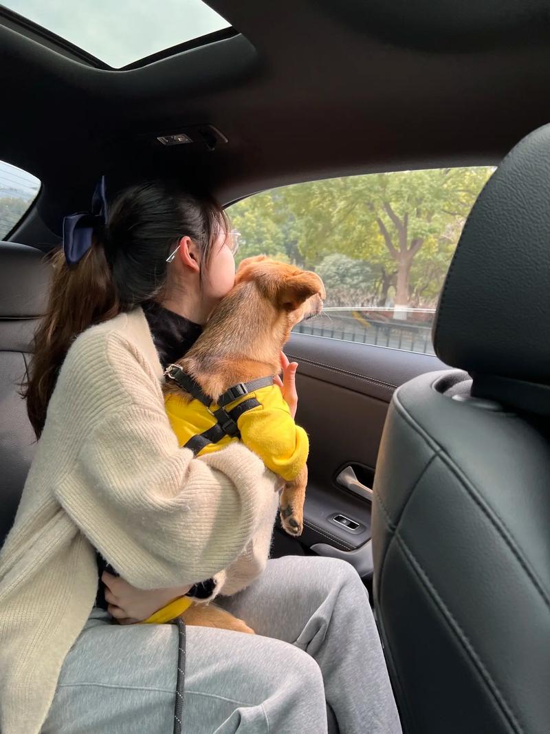 情感慰藉与社交催化剂(女的养狗都干嘛) 情感慰藉与社交催化剂(女的养狗都干嘛)