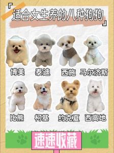 情感陪伴与社交乐趣（女生为什么喜欢养狗）