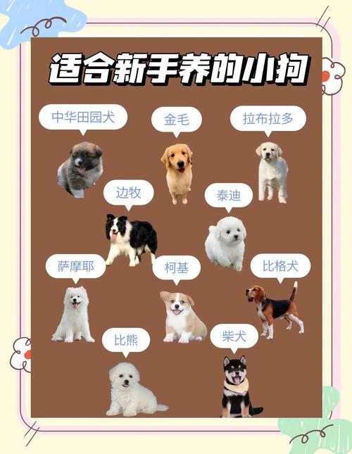 养狗是个长期承诺,新手必看注意事项!(新手养狗要注意什么) 养狗是个长期承诺,新手必看注意事项!(新手养狗要注意什么)