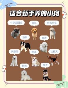 狗狗体型选对粮，健康快乐成长快！（小狗中狗大狗分别补什么）