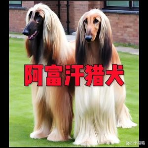 养狗与经济无关，别被偏见误导（养狗的都是土豪）