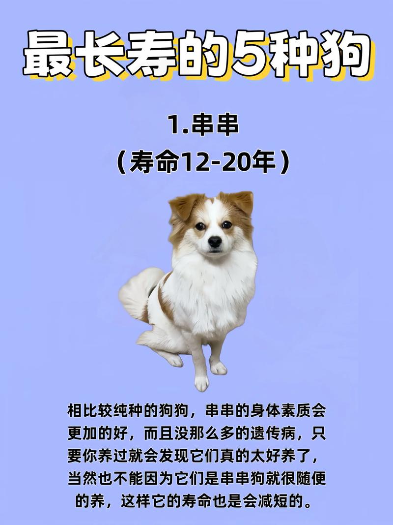 失去爱犬后,如何为迎接新伙伴做好准备?(狗狗去世后多久适合再养狗) 失去爱犬后,如何为迎接新伙伴做好准备?(狗狗去世后多久适合再养狗)