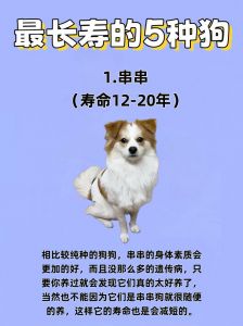 失去爱犬后，如何为迎接新伙伴做好准备？（狗狗去世后多久适合再养狗）