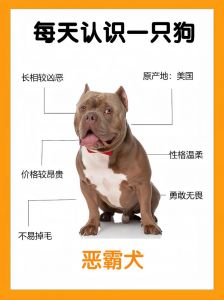 小狗狗更爱叫，怕生又护主（小狗为什么比大狗凶）