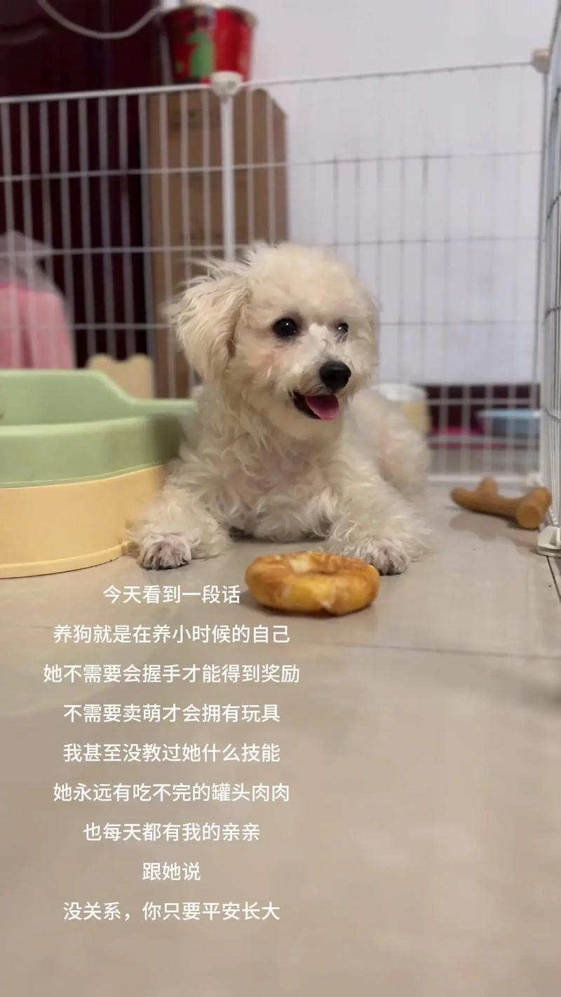 女子一周不洗澡让狗舔身引热议,卫生边界引讨论(女生养狗都是舔自己) 女子一周不洗澡让狗舔身引热议,卫生边界引讨论(女生养狗都是舔自己)