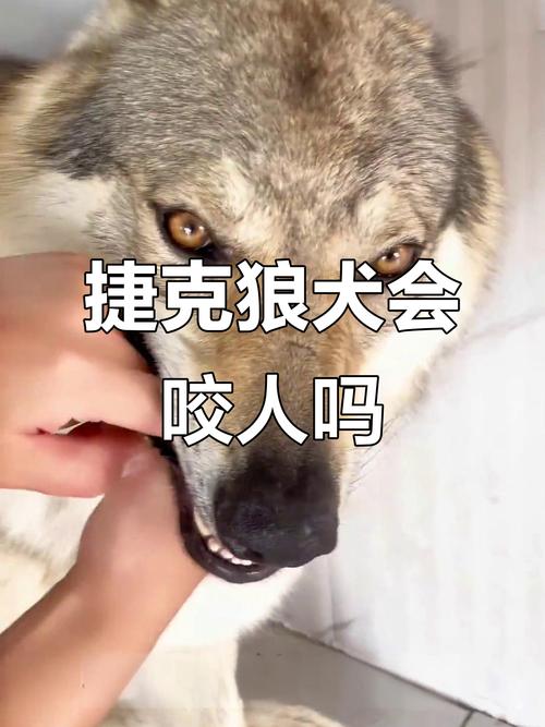 小狗咬人别打骂,不理会给玩具就好(小狗对人很凶) 小狗咬人别打骂,不理会给玩具就好(小狗对人很凶)