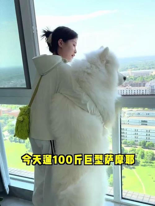 女主人安乐死攻击犬引争议(女人养100斤大狗) 女主人安乐死攻击犬引争议(女人养100斤大狗)