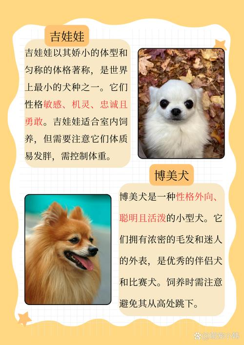 可爱又独特的家庭伴侣(体型小的狗有哪些品种图片) 可爱又独特的家庭伴侣(体型小的狗有哪些品种图片)