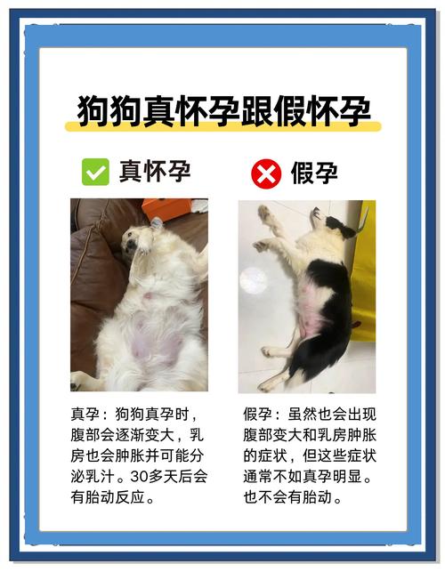 狗狗胎儿子宫内分布图，助你了解分娩过程（狗狗胎儿在母体位置图）