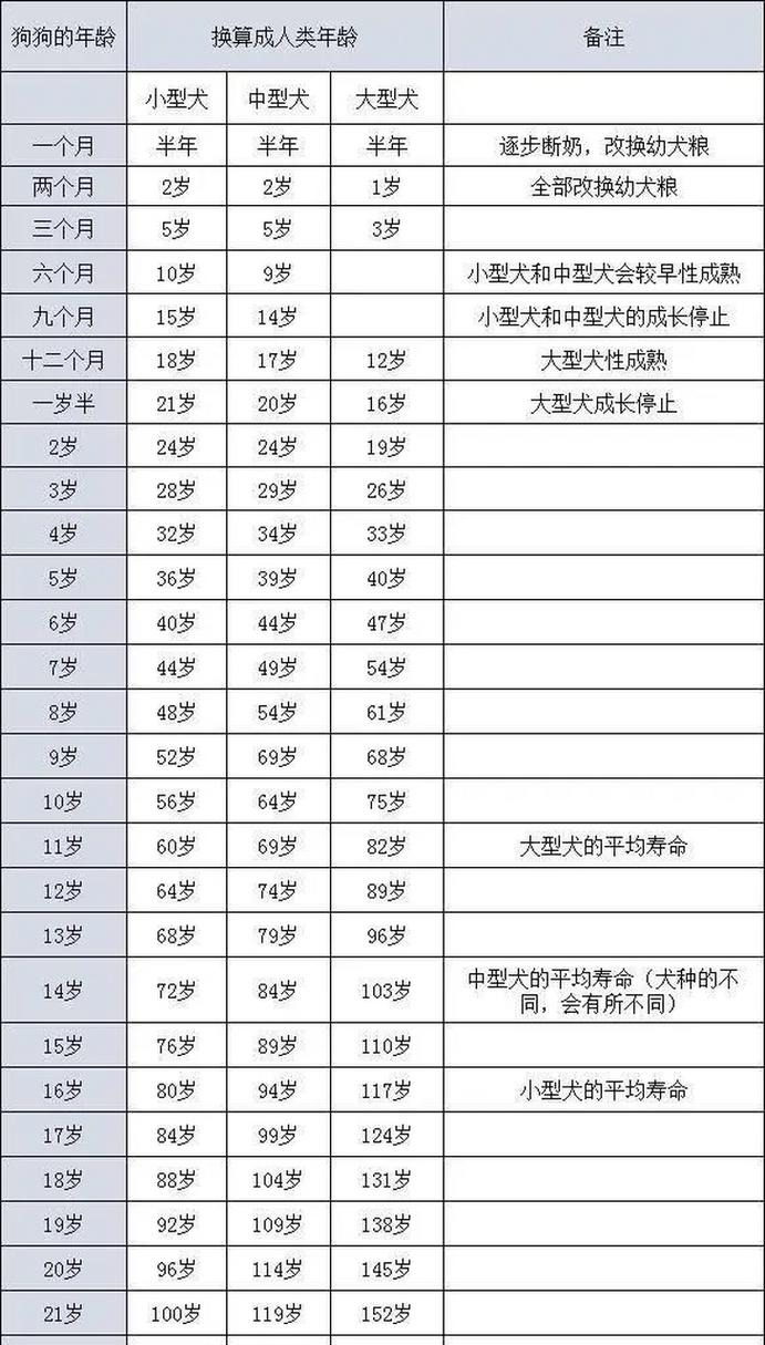 狗狗年龄不同对待,关爱陪伴是关键(狗的年龄和人的年龄对照表) 狗狗年龄不同对待,关爱陪伴是关键(狗的年龄和人的年龄对照表)