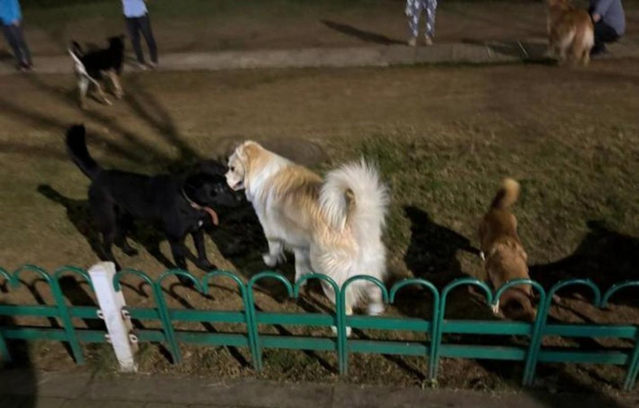 女子遛狗被发情犬扑倒 路人相助引文明养宠反思（山东遛狗女生被狗扑倒）