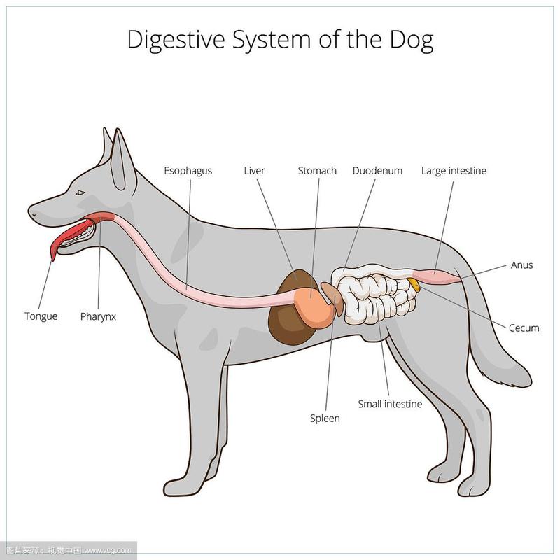 高清犬解剖图解,兽医爱好者必备生理宝库(狗的器官解剖图片大全) 高清犬解剖图解,兽医爱好者必备生理宝库(狗的器官解剖图片大全)