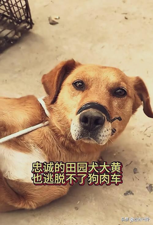 深夜土狗被罚,反攻示弱赢原谅,忠诚惊人!(大黄狗玩了一夜回家) 深夜土狗被罚,反攻示弱赢原谅,忠诚惊人!(大黄狗玩了一夜回家)
