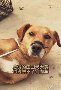 深夜土狗被罚，反攻示弱赢原谅，忠诚惊人！（大黄狗玩了一夜回家）