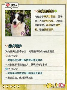 狗狗对主人深情流露，忠诚表现多样，珍惜这份纯粹的爱（狗狗对主人的感情）