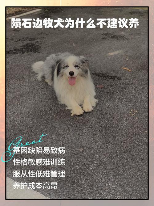 养狗是个人选择,无关性别(女不养狗的真正原因) 养狗是个人选择,无关性别(女不养狗的真正原因)