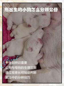 狗狗交配后锁结状态怎么办？（狗狗繁殖后为什么不能分开）