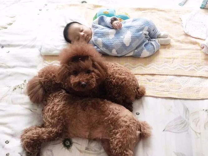 乳头红肿肚子变大嗜睡筑巢(狗怀孕一个月肚子变化过程图) 乳头红肿肚子变大嗜睡筑巢(狗怀孕一个月肚子变化过程图)