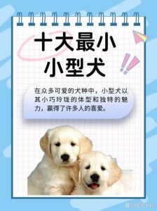 选对品种，科学喂养，快乐相伴！（体型较小的狗有哪些品种）