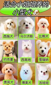 泰迪西施犬等易养品种推荐（很小的狗有哪些品种）