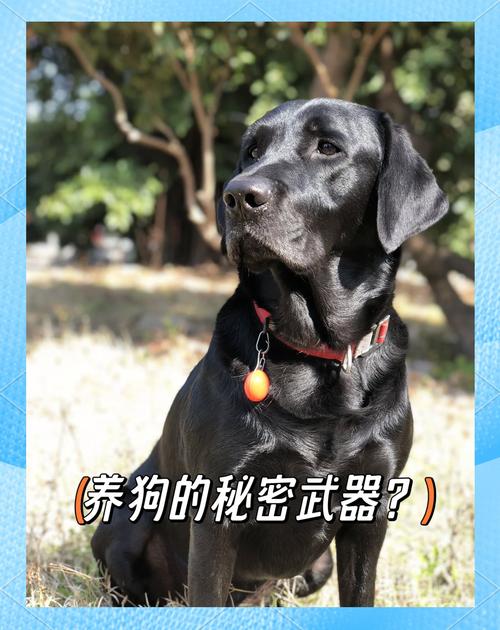 狗狗换毛期掉毛多,春秋季勤梳毛,饮食均衡(狗狗最小几个月开始换毛) 狗狗换毛期掉毛多,春秋季勤梳毛,饮食均衡(狗狗最小几个月开始换毛)