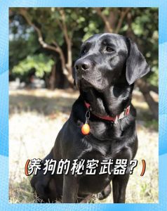 狗狗换毛期掉毛多，春秋季勤梳毛，饮食均衡（狗狗最小几个月开始换毛）