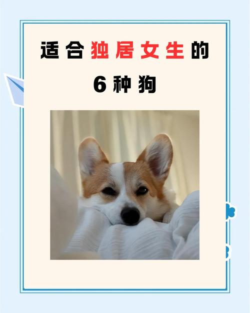独居女生养狗，安全感加倍！（独居女生适合养什么狗）