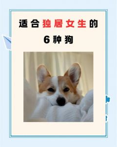 独居女生养狗，安全感加倍！（独居女生适合养什么狗）