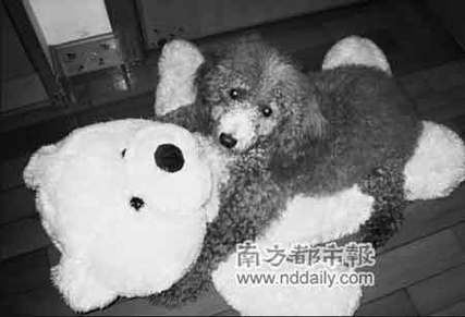 狗狗发情易失控,主人需加强管理,和谐相处(狗狗发情后女主人不幸遭殃) 狗狗发情易失控,主人需加强管理,和谐相处(狗狗发情后女主人不幸遭殃)