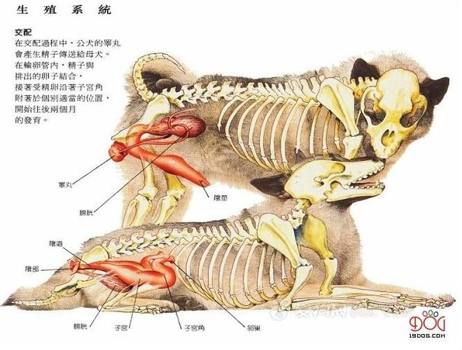 结构健康与护理(公狗繁殖部位实物图) 结构健康与护理(公狗繁殖部位实物图)