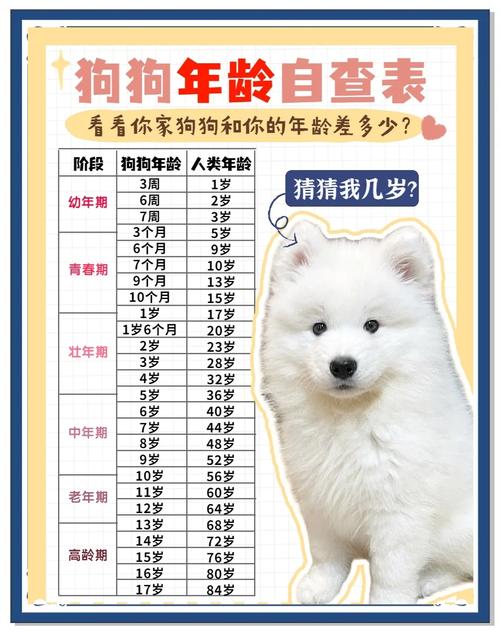 狗狗年龄不同对待,关爱陪伴是关键(狗的年龄和人的年龄对照表) 狗狗年龄不同对待,关爱陪伴是关键(狗的年龄和人的年龄对照表)