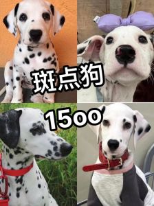 斑点狗价格从1000到上万，健康和品相是关键！（斑点狗多少钱一只）