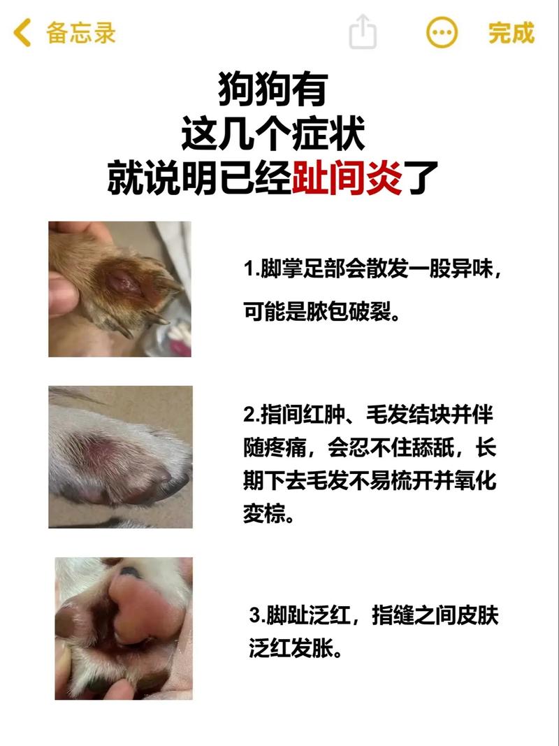 狗狗脚底出汗防暑,注意健康饮食(狗狗脚上汗腺分布图) 狗狗脚底出汗防暑,注意健康饮食(狗狗脚上汗腺分布图)