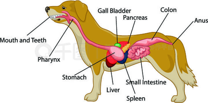 高清犬解剖图解,兽医爱好者必备生理宝库(狗的器官解剖图片大全) 高清犬解剖图解,兽医爱好者必备生理宝库(狗的器官解剖图片大全)