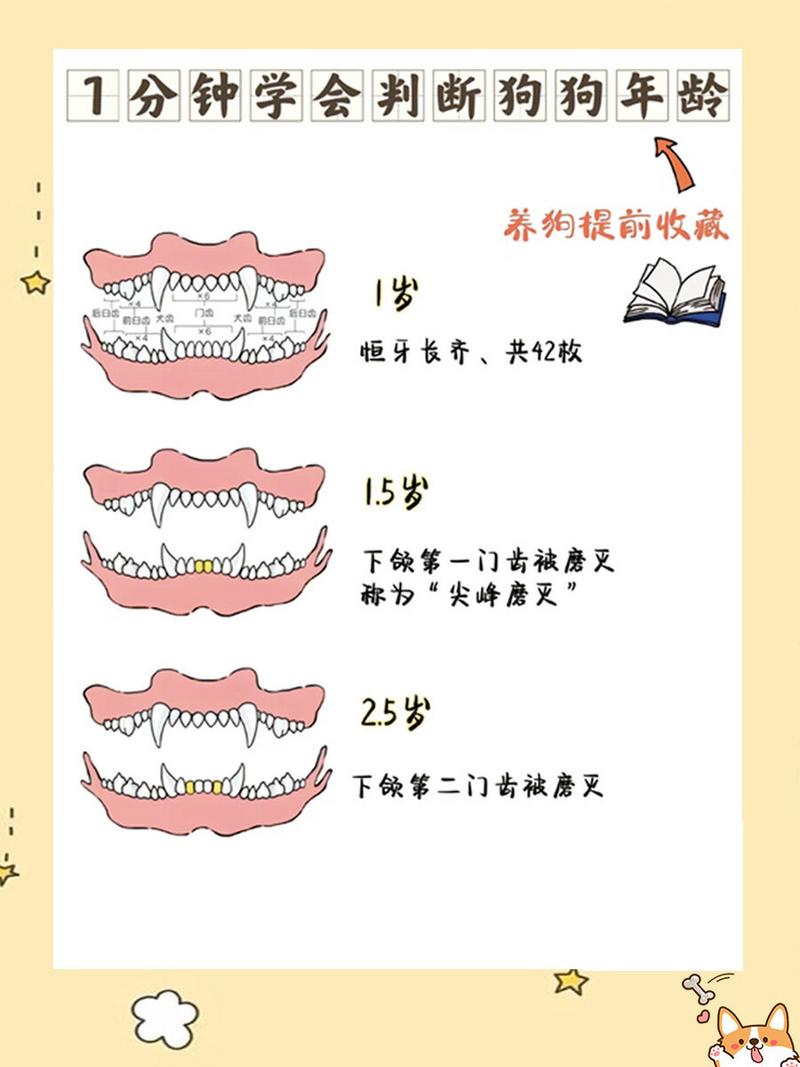 狗狗牙齿看年龄,科学喂养助长寿(怎么看狗狗的年龄图解) 狗狗牙齿看年龄,科学喂养助长寿(怎么看狗狗的年龄图解)