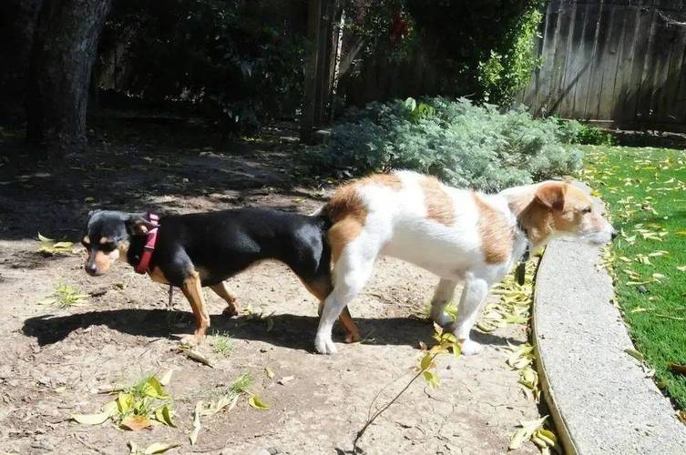土狗自然繁育,顺其自然养幼犬(动物自然繁殖狗) 土狗自然繁育,顺其自然养幼犬(动物自然繁殖狗)