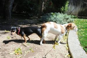 土狗自然繁育，顺其自然养幼犬（动物自然繁殖狗）