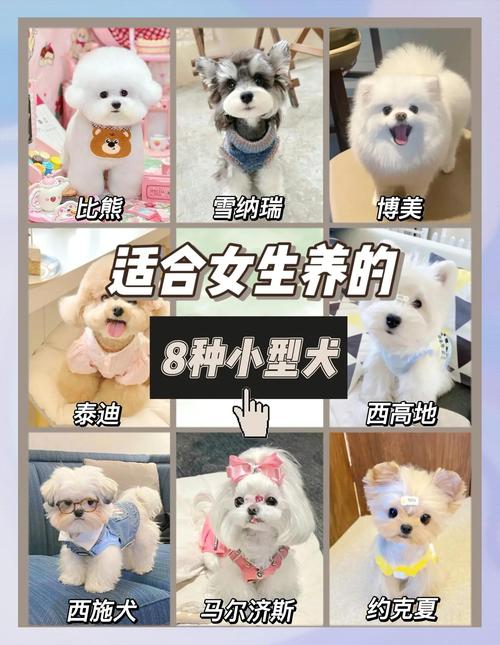 博美柯基比熊吉娃娃贵宾,适合做伴侣犬!(什么品种的狗适合女人) 博美柯基比熊吉娃娃贵宾,适合做伴侣犬!(什么品种的狗适合女人)