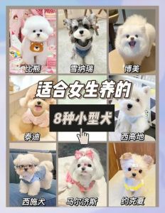博美柯基比熊吉娃娃贵宾，适合做伴侣犬！（什么品种的狗适合女人）