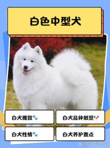 白色斑点狗，聪明活泼但受欢迎度下降（白色斑点狗是什么品种）