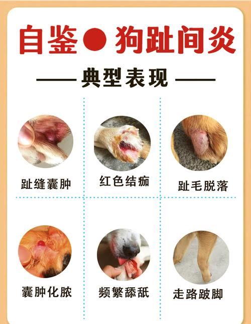 狗狗脚底出汗防暑,注意健康饮食(狗狗脚上汗腺分布图) 狗狗脚底出汗防暑,注意健康饮食(狗狗脚上汗腺分布图)