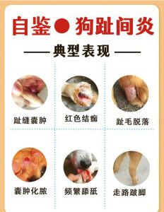狗狗脚底出汗防暑，注意健康饮食（狗狗脚上汗腺分布图）