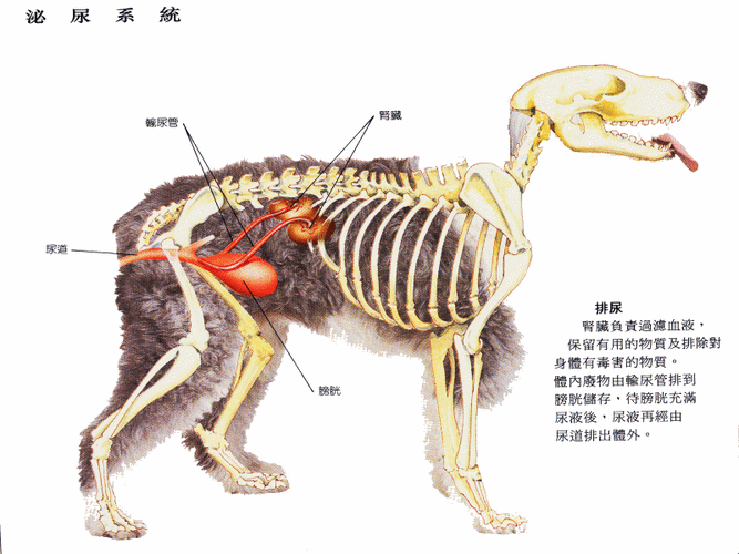 行为健康全解析(狗的解剖图) 行为健康全解析(狗的解剖图)