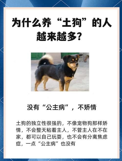 养狗女人能结婚?别带偏见看!(养狗的女人为什么不能娶) 养狗女人能结婚?别带偏见看!(养狗的女人为什么不能娶)