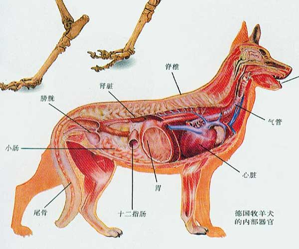 高清狗狗解剖图,兽医学习必备!(狗狗解剖图高清) 高清狗狗解剖图,兽医学习必备!(狗狗解剖图高清)